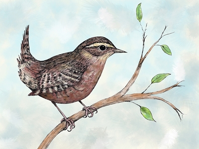 Colored ink drawing of a wren
