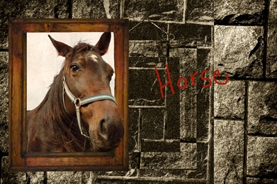 Horse head in frame