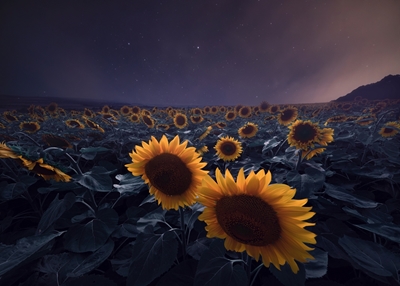 Sunflowers in the starry sky 