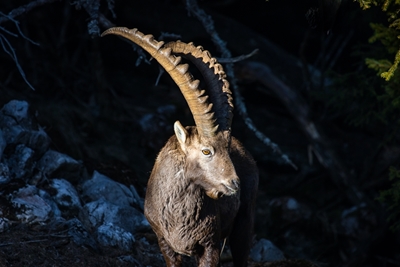Alpine ibex in the mountains