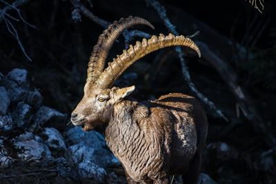 Alpine ibex in the mountains