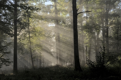 Ambiance matinale dans la forêt