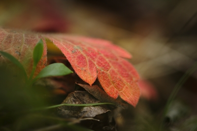 Rødt blad