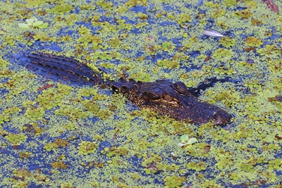 Baby-Alligator