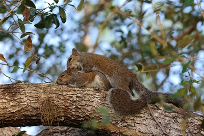 Écureuils américains intimes 