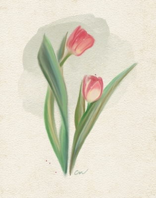 Two pink tulips 