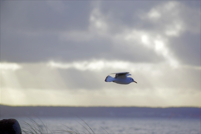 Oresund Gull