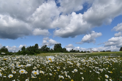 A flowering field under a clou