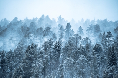 Árvores nevadas
