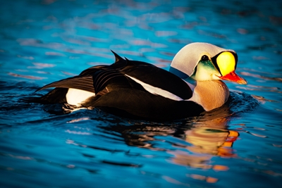 King Eider in the Arctic Sea