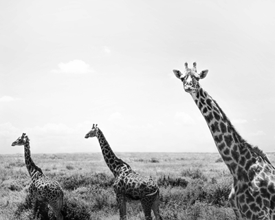 Giraffes on the savanna
