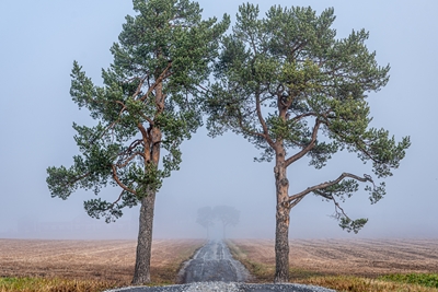 Träd i dimma på ett fält