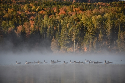 Husy na jezeře na podzim