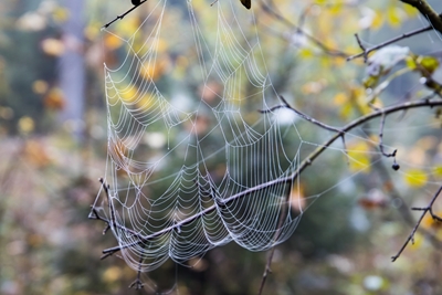 Spinnenweb in de ochtenddauw