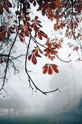 Feuilles d’automne dans le brouillard