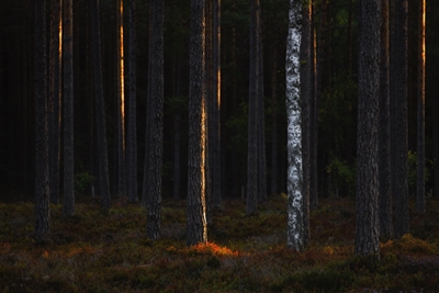 Eerste licht in het bos