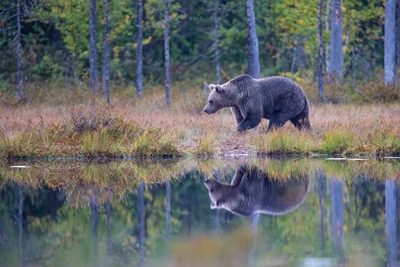The bear reflection