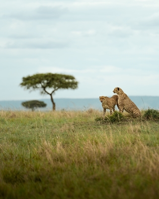 Cheetahs of Maasai Mara