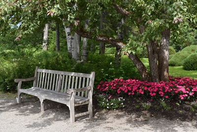 A bench in the park in summer