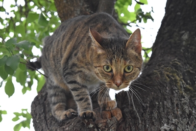 Chat sur l’arbre 
