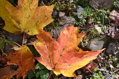 Javorové listy na podzim