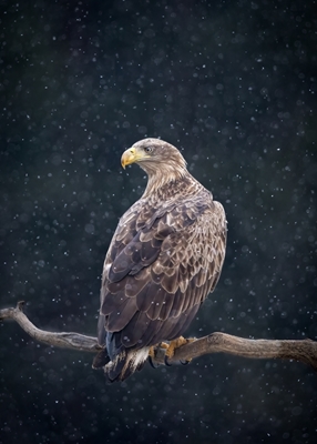 Inverno da águia-de-cauda-branca