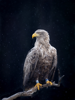 Águila en nevada