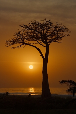 Afrikansk solnedgång 1