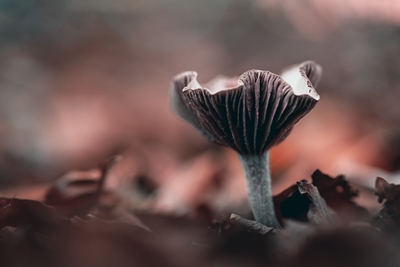 Close-up de um belo cogumelo