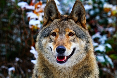 Wolf im Schwarzwald