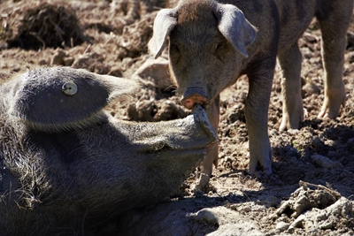 pigs cool off in the mud