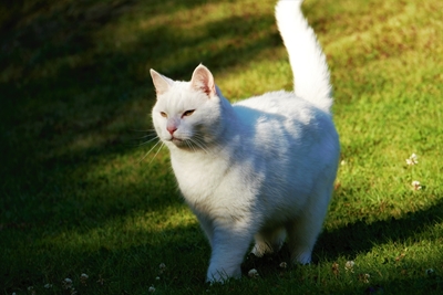 Un chat erre sur une pelouse