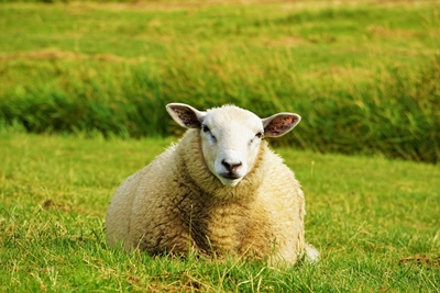 Una oveja se toma un descanso