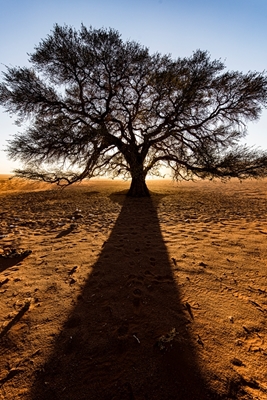 Bomen in de woestijn