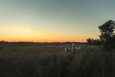 Schafe bei der Sommerarbeit