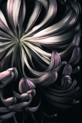 Chrysanthemum närbild