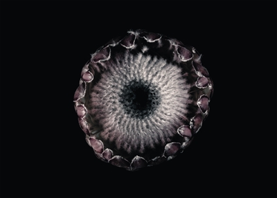 Protea/Auge
