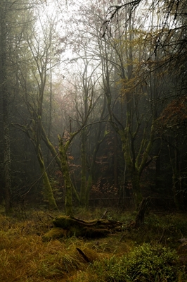 Mystical autumn forest 1