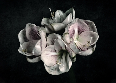 Amaryllis rose-blanc