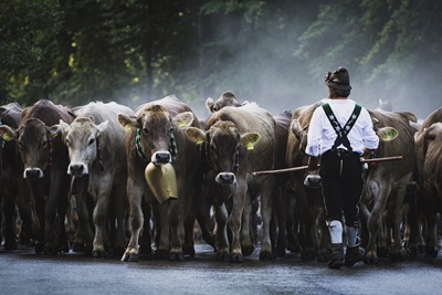 Arreo de ganado en Allgäu