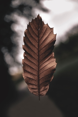 Floating withered leaf