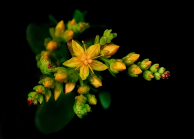 Jade blomma