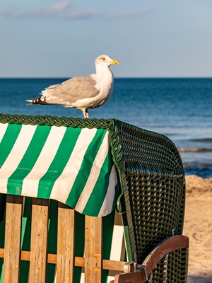 Seagull at the Baltic Sea