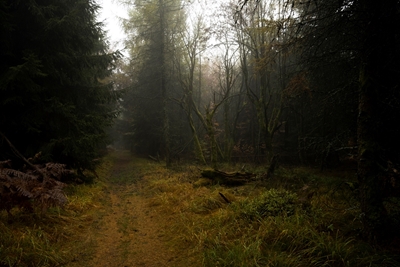 Mystical autumn forest 2