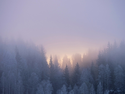 Vinterträd i morgonpastell