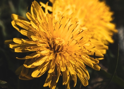 Die gelbe Blume
