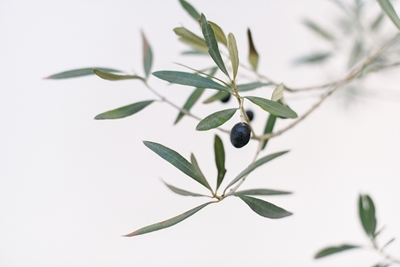 Drzewo oliwne | Włochy | Zielony