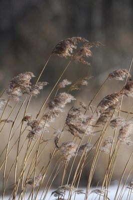 Straw reeds 