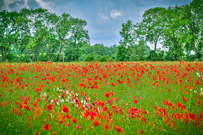 Field of poppies