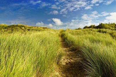 A path in the dunes